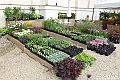 VBS_3534 - Floreal 2023 - Vivere con le piante